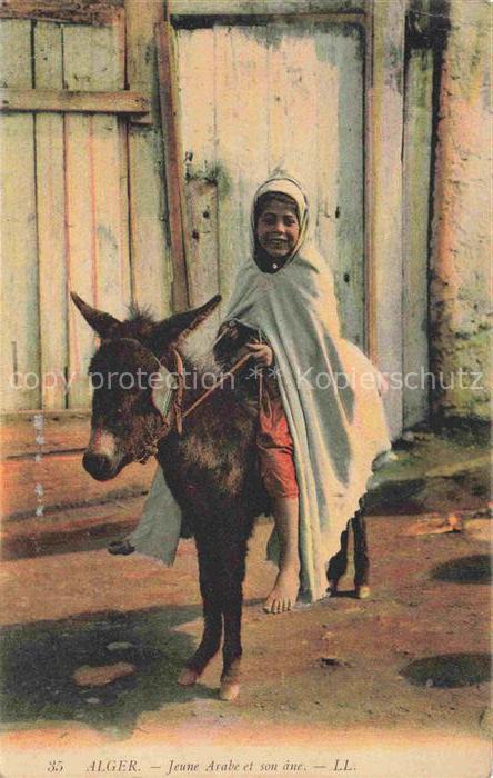 Esel Tiere Alger Jeune Arabe LL Nr 35