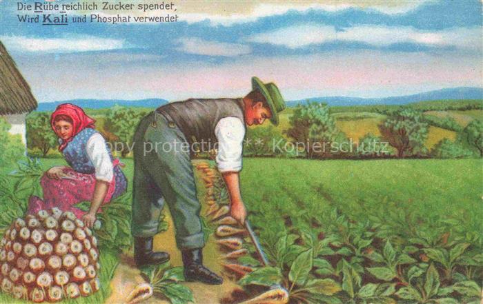 Landwirtschaft Agriculturo Agriculture-- Rueben Ernte Kali