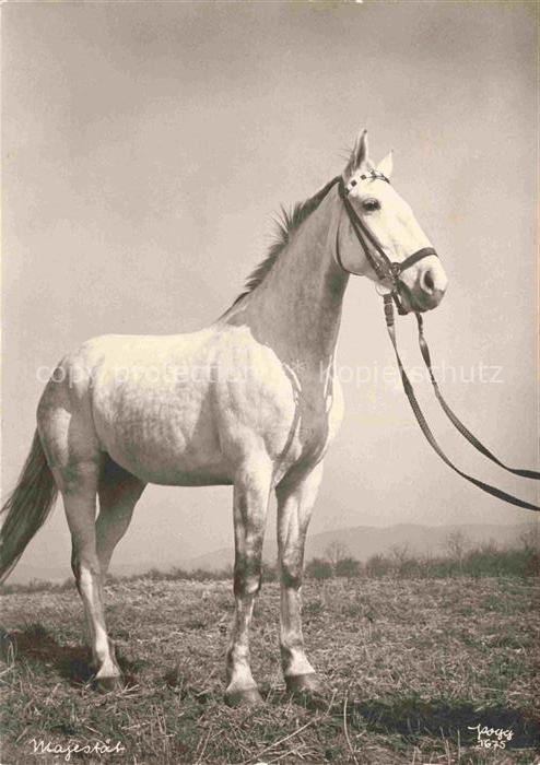 PFERDE Horses Cheval Mjestaet Weis