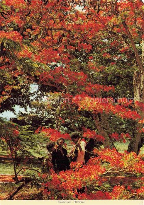 Mauritius Ile Maurice Flamboyant