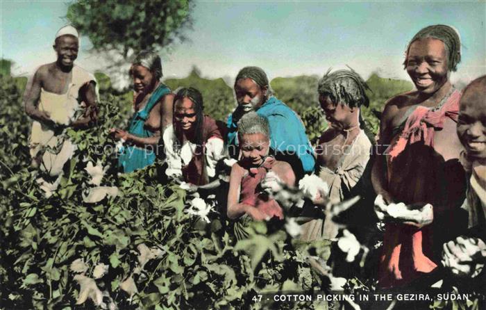 COTTON -Pickers Baumwollpfluecker-- Ernte Sudan