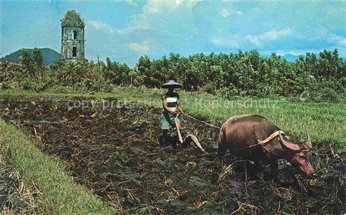 Landwirtschaft Agriculturo Agriculture-- Plowing his rice Field