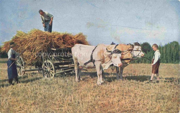 Landwirtschaft Agriculturo Agriculture-- Kuehe Heu Ernte