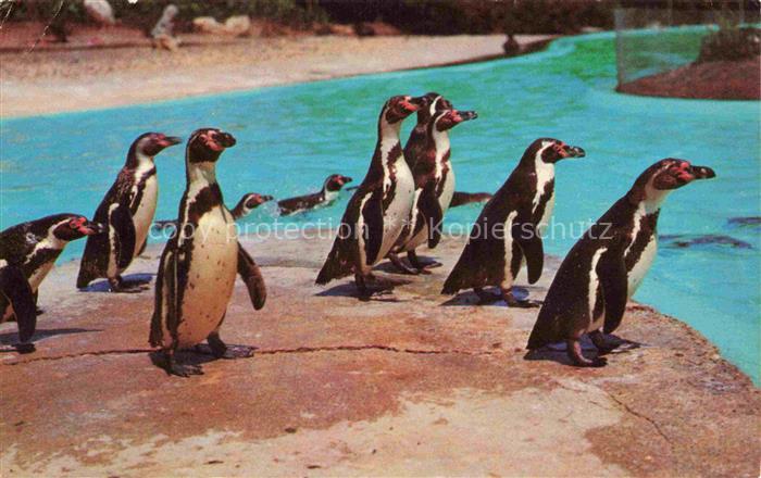 Pinguin Marineland of the Pacific