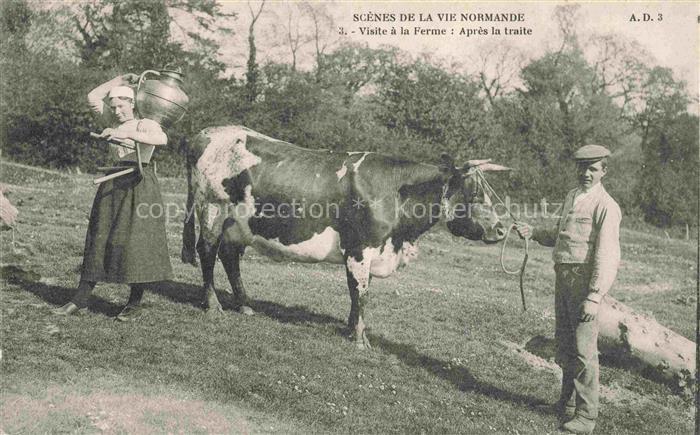 Kuehe Landwirtschaft Scenes de la vie Normandie Farm