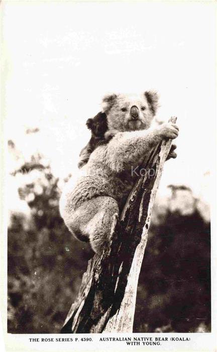 Koalabaer Rose Series P. Nr. 4390 Australien Native bear With young