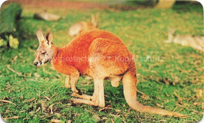 Kaenguru Kangaroo Kangourou Canguro-- Australien