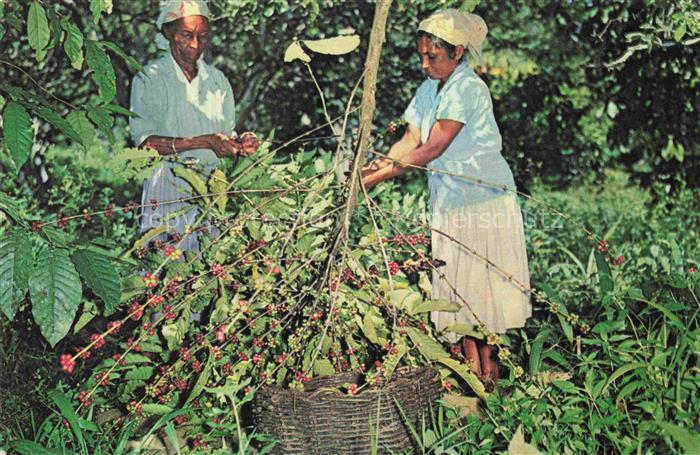 Kaffee Cafe Coffee-- Picking Ernte