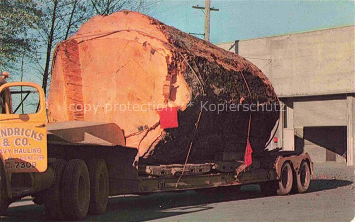 Trees Baeume Arbres Arboles Logging in the Pacific Northwest