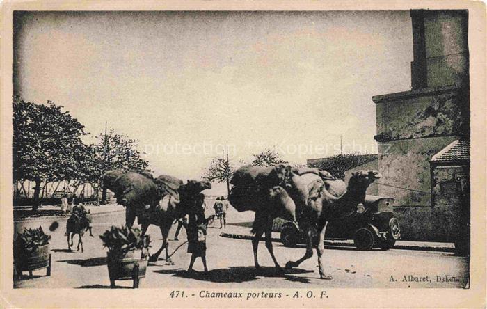 Kamele  Camel Chameau-- Chameaux porteurs