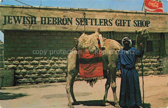 Kamele  Camel Chameau-- Hebron