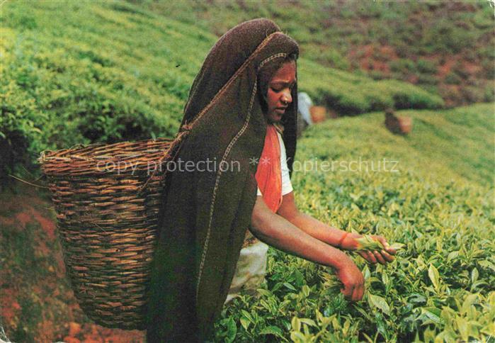TEE-Ernte Tea Tee Landwirtschaft Agriculturo Agriculture-- Pflueckerin