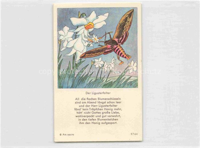 IBM BOHATTA-MORPURGO Ida (1900-1992) Kuenstlerkarte Nr. 9764 Der Ligusterfalte