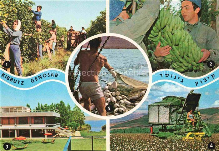 Ginosar Kibbutz Ginosar Israel Picking Grape Fruit At the Bananas Plant Guest Ho