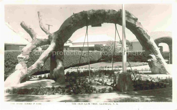 Glenelg South Australia The old Gum Tree. Glenelg. S.A.