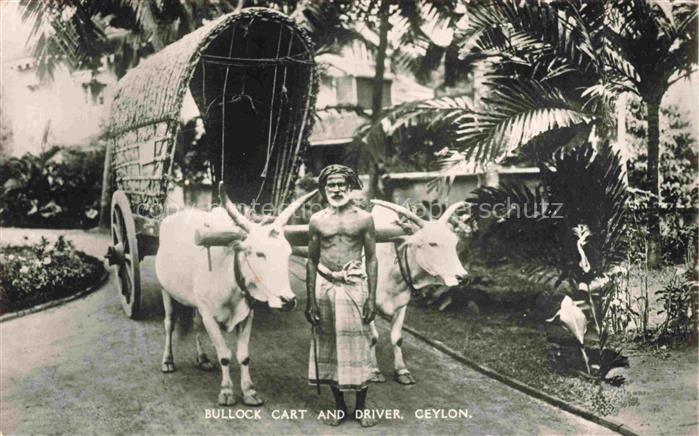 Ceylon  SRI LANKA Bullock Cart and Driever