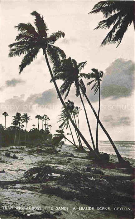 COLOMBO  Ceylon Sri Lanka Tramping Across the Sands Ceylon