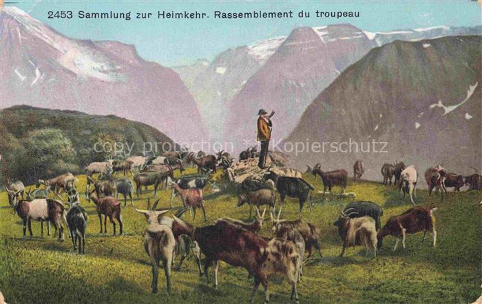 Schaeferei Sheperding Bergerie-- 2453 Rassemblement du troupeau Ziege Litho