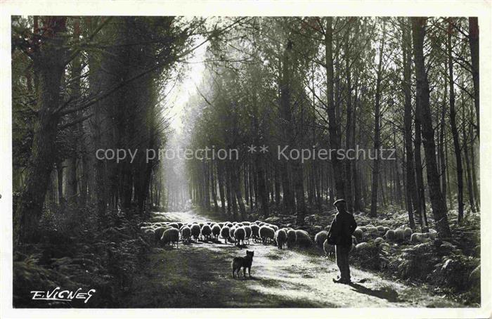 Schaeferei Sheperding Bergerie-- Clairiere avec Moutons