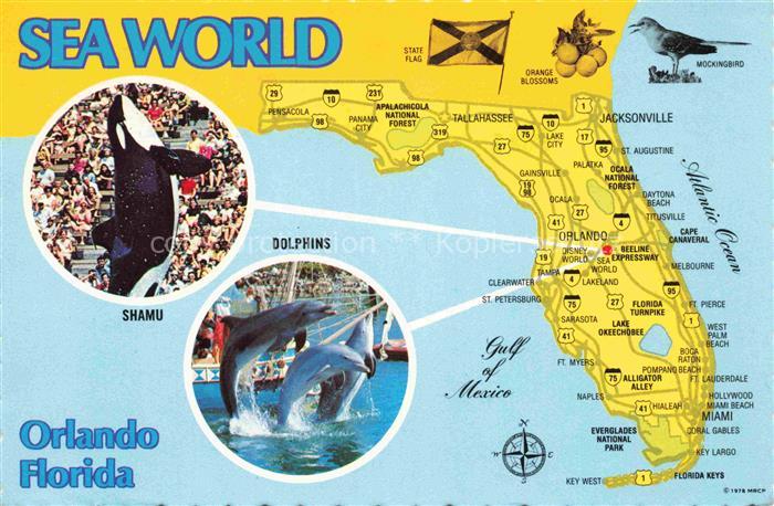 Fische Fish Poissons Peces Pesci-- Delfine Schwertwal Orlando Florida Sea World