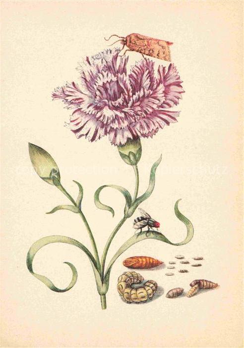 MERIAN Maria Sibylla Kuenstlerkarte Purpurfarbenes Naegelein Eule Raupenfliege B