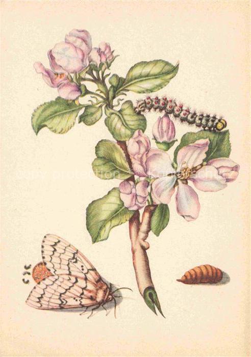 MERIAN Maria Sibylla Kuenstlerkarte Apfelbaum Schwammspinner Basel