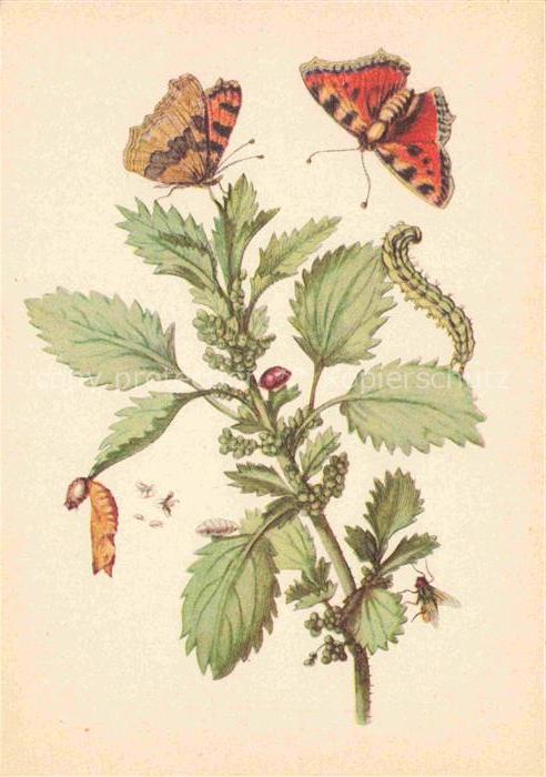 MERIAN Maria Sibylla Kuenstlerkarte Brennnessel Fuchs Raupenfliege