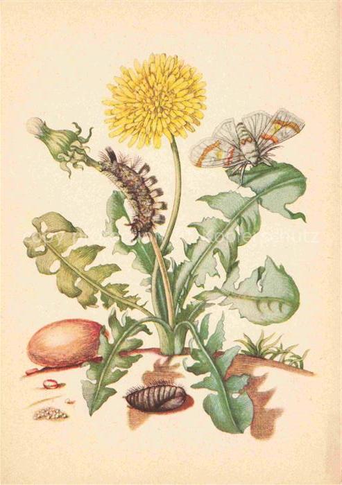 MERIAN Maria Sibylla Kuenstlerkarte Loewenzahn Wollfuss-Spinner Basel