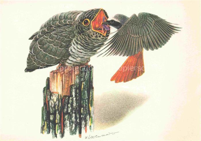 LINSENMAIER W. Kuenstlerkarte Gartenrotschwanz Kuckuck