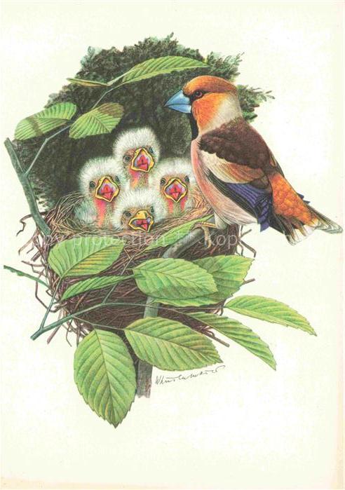 LINSENMAIER W. Kuenstlerkarte Kernbeisser Gros-bec