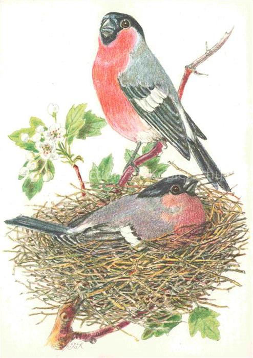 ROSHARDT Pia Kuenstlerkarte Dompfaff Bouvreuil Voegel