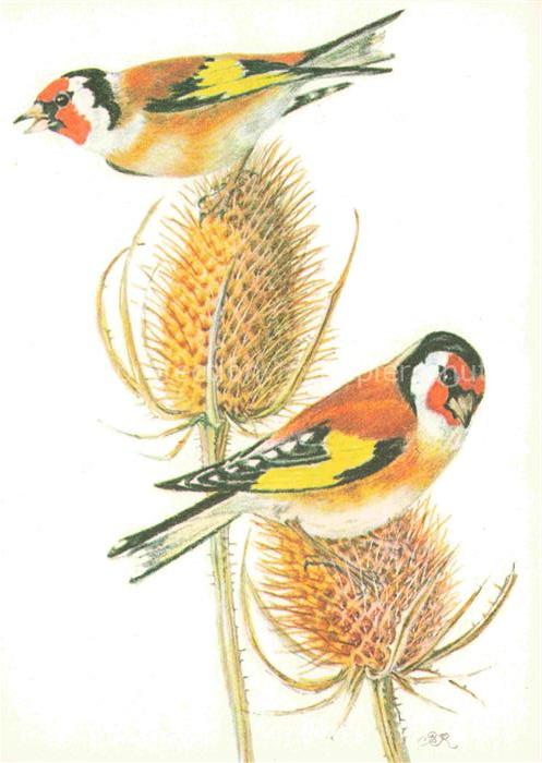 ROSHARDT Pia Kuenstlerkarte Distelfink Chardonneret Voegel