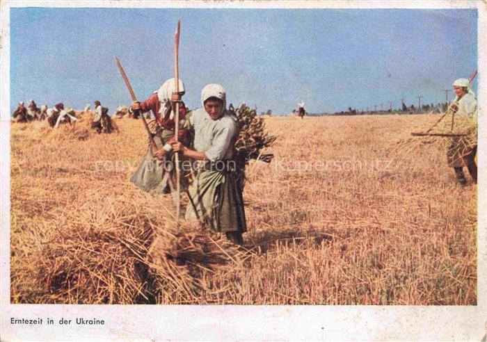 Ernte Landwirtschaft Ukraine Frauen
