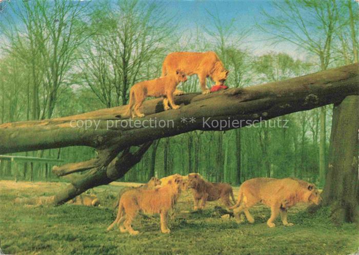 Loewe Lion-- Graf Westerholt Gelsenkirchen Buer