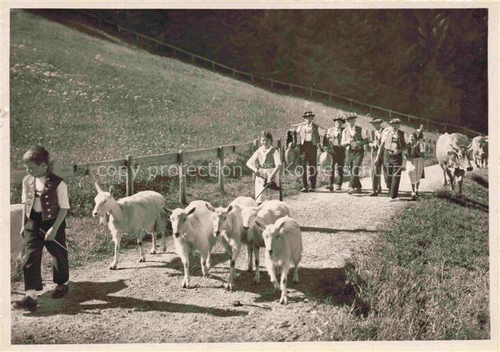 Schaeferei Sheperding Bergerie-- Alp Aufzug Kuh