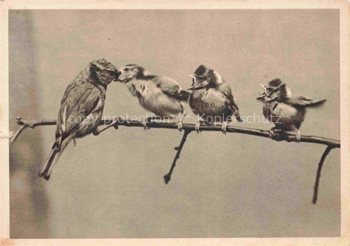Voegel Birds Oiseaux Blaumeise beim fuettern ihrer Kinder