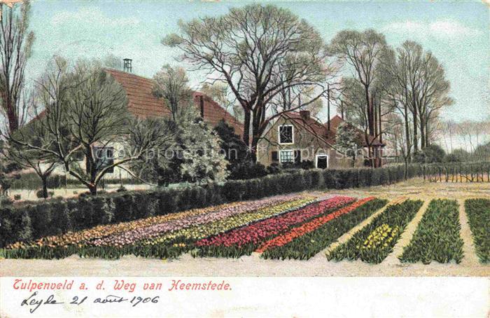 Heemstede Noord-Holland NL Tulpenveld Tulpen Blumenfelder Bauernhaus Baeume Weg