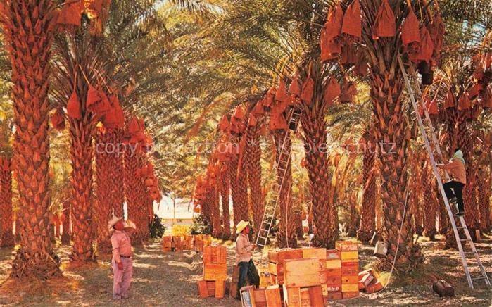 Coachella Valley California USA Date Harvest