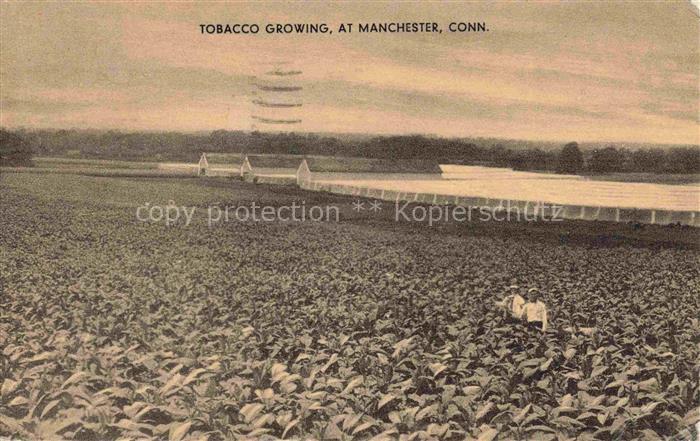 Manchester Connecticut USA Tobacco Growing