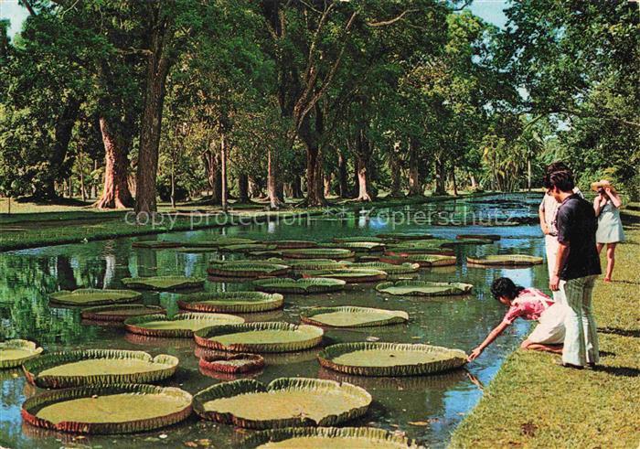 Mauritius Ile Maurice Pamplemousses Les Nenuphars Water Lilies