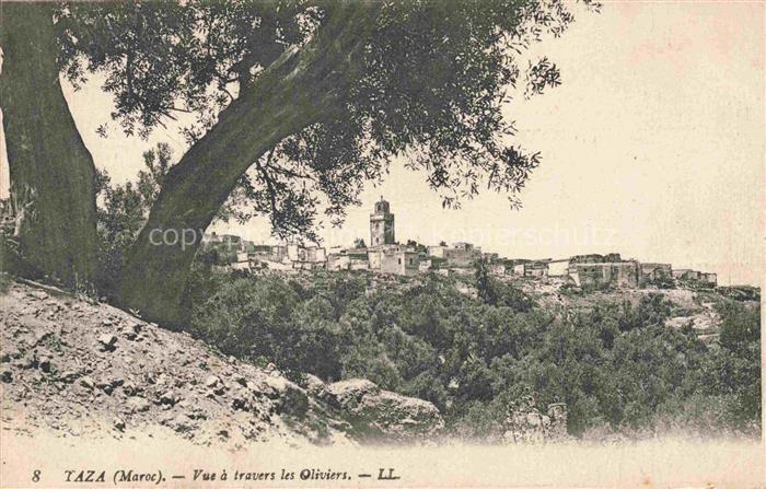TAZA  Maroc Vue à travers les oliviers