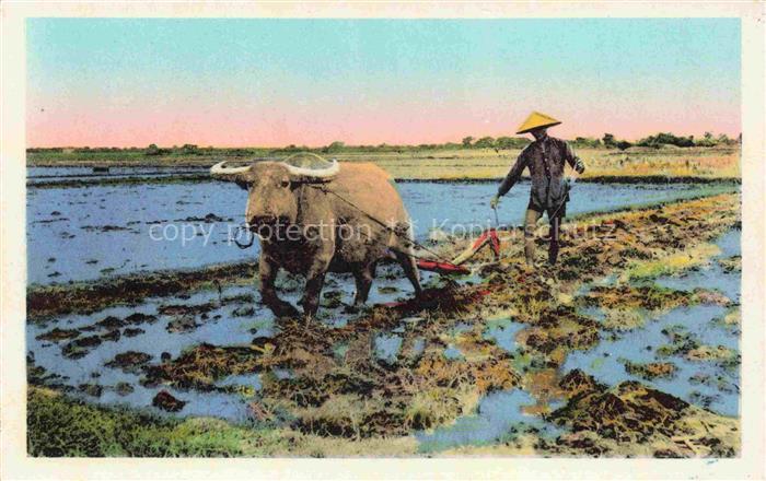 Hanoi Vietnam Aux environs un cultivateur et son buffle