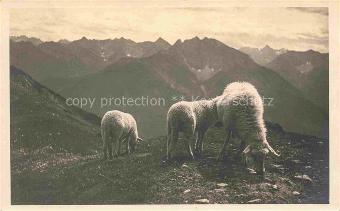 Schafe Sheep Moutons Pecore Ovejas-- Schafstudio Hermann von Barthhuette