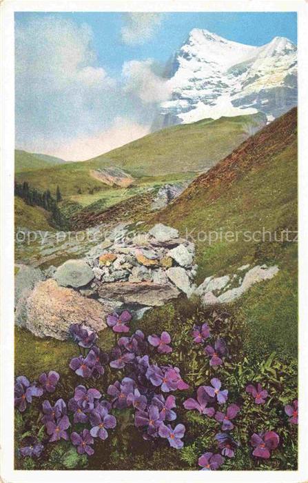Foto Photochemie Nr. 578Nr. 1477 Viola calcarata Kl. Scheidegg Berner Oberland