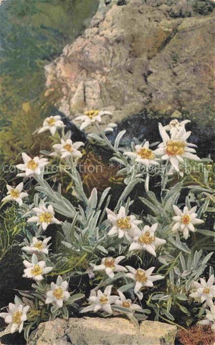 Foto Photochemie Nr. 1209 Serie 547 Leontopodium alpinum Alpen Edelweiss