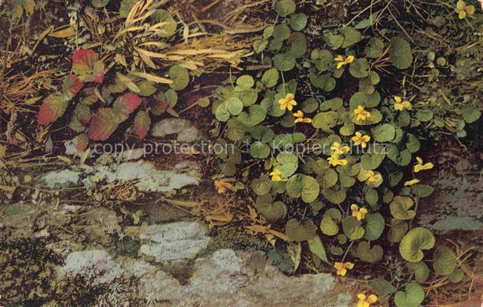 Foto Photochemie Nr. 773 Viola biflora