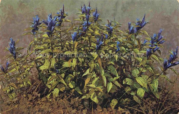 Foto Photochemie Nr. 766 Gentiana asclepiadea