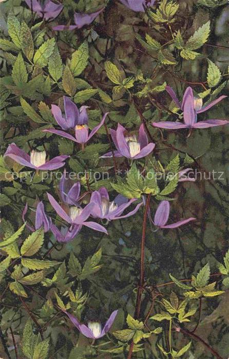 Foto Photochemie Nr. 950 Atragene alpina