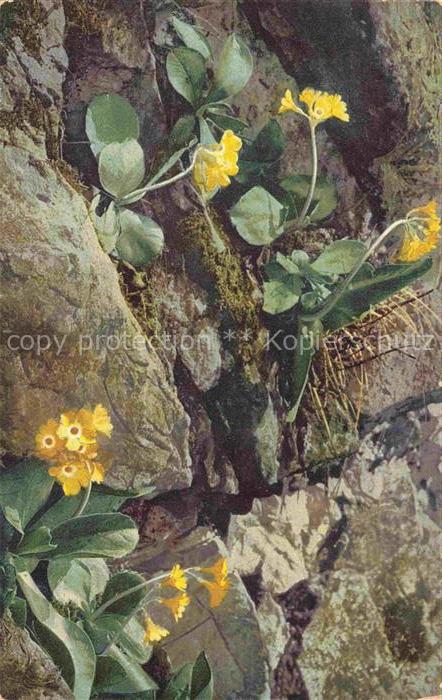 Foto Photochemie Nr. 763 Primula auricula