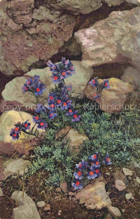 Foto Photochemie Nr. 775 Linaria alpina